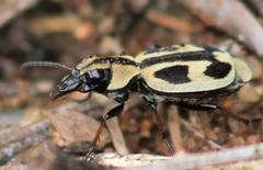 Graphipterus distinctus