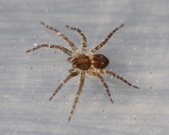Ornodolomedes