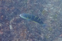 Thalassoma jansenii
