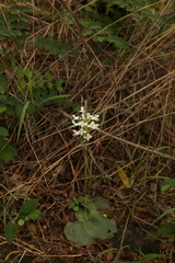 Habenaria roxburghii