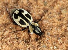 Graphipterus distinctus