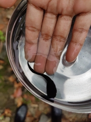 Clinotarsus curtipes