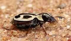 Graphipterus distinctus