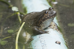 Limnonectes megastomias