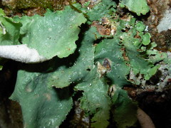 Pseudocyphellaria rainierensis image