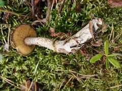 Suillus acidus