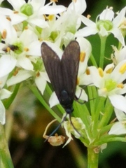 Zygaenidae