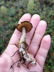 Suillus acidus