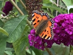 Aglais urticae