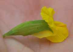 Pearsonia aristata