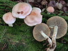 Pyrrhulomyces astragalinus