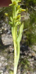 Disa cylindrica