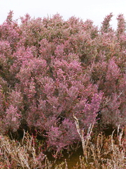 Tecticornia halocnemoides