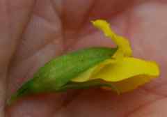 Pearsonia aristata