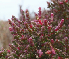 Tecticornia halocnemoides