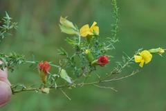 Pearsonia aristata