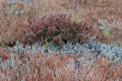 Tecticornia halocnemoides