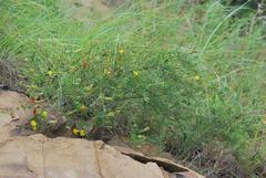 Pearsonia aristata