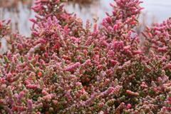 Tecticornia halocnemoides