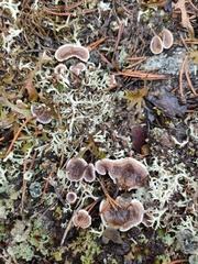 Phellodon tomentosus
