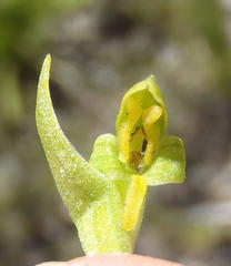 Disa cylindrica