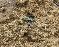 Cosmodela barmanica