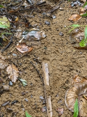 Cosmodela barmanica