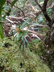 Psilotum complanatum