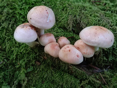 Pyrrhulomyces astragalinus