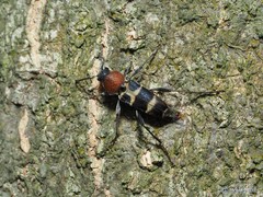 Xylotrechus rufilius