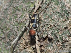 Xylotrechus rufilius