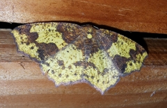 Periclina merana