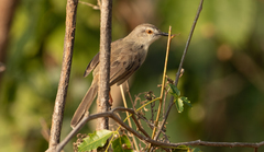 Prinia sylvatica