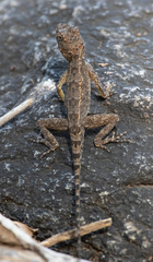 Psammophilus dorsalis