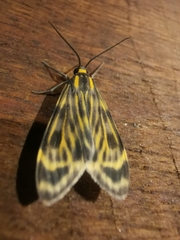 Eucereon phaeoprocta