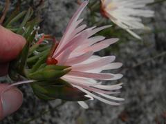 Lampranthus schlechteri
