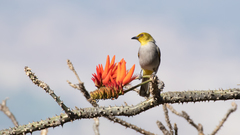 Pycnonotus xantholaemus