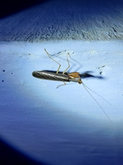 Amorphoscelidae