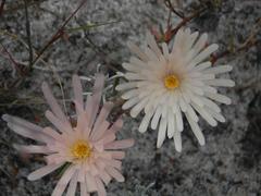 Lampranthus schlechteri
