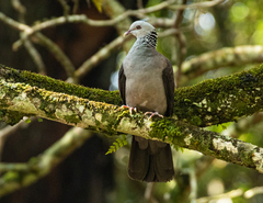 Columba elphinstonii