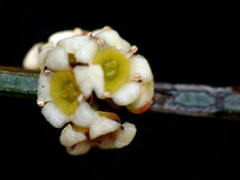 Psammomoya choretroides