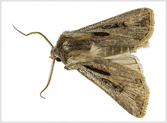 Agrotis innominata