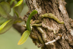 Polystachya concreta