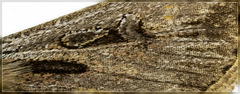 Agrotis innominata