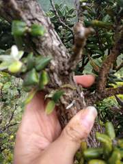 Polystachya concreta