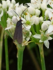Zygaenidae