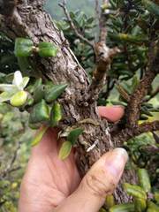 Polystachya concreta