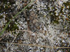 Vandijkophrynus angusticeps