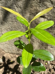 Pittosporum pentandrum