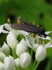 Zygaenidae